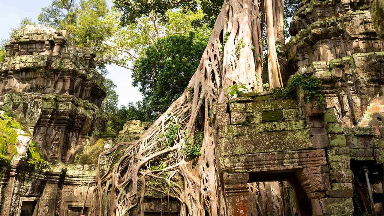 Ta Promh Temple in Cambodia